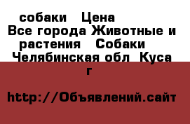 собаки › Цена ­ 2 500 - Все города Животные и растения » Собаки   . Челябинская обл.,Куса г.